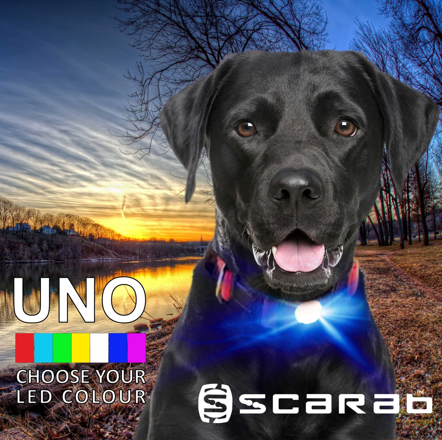 New Scarab Uno - Rechargeable Dog Safety Light