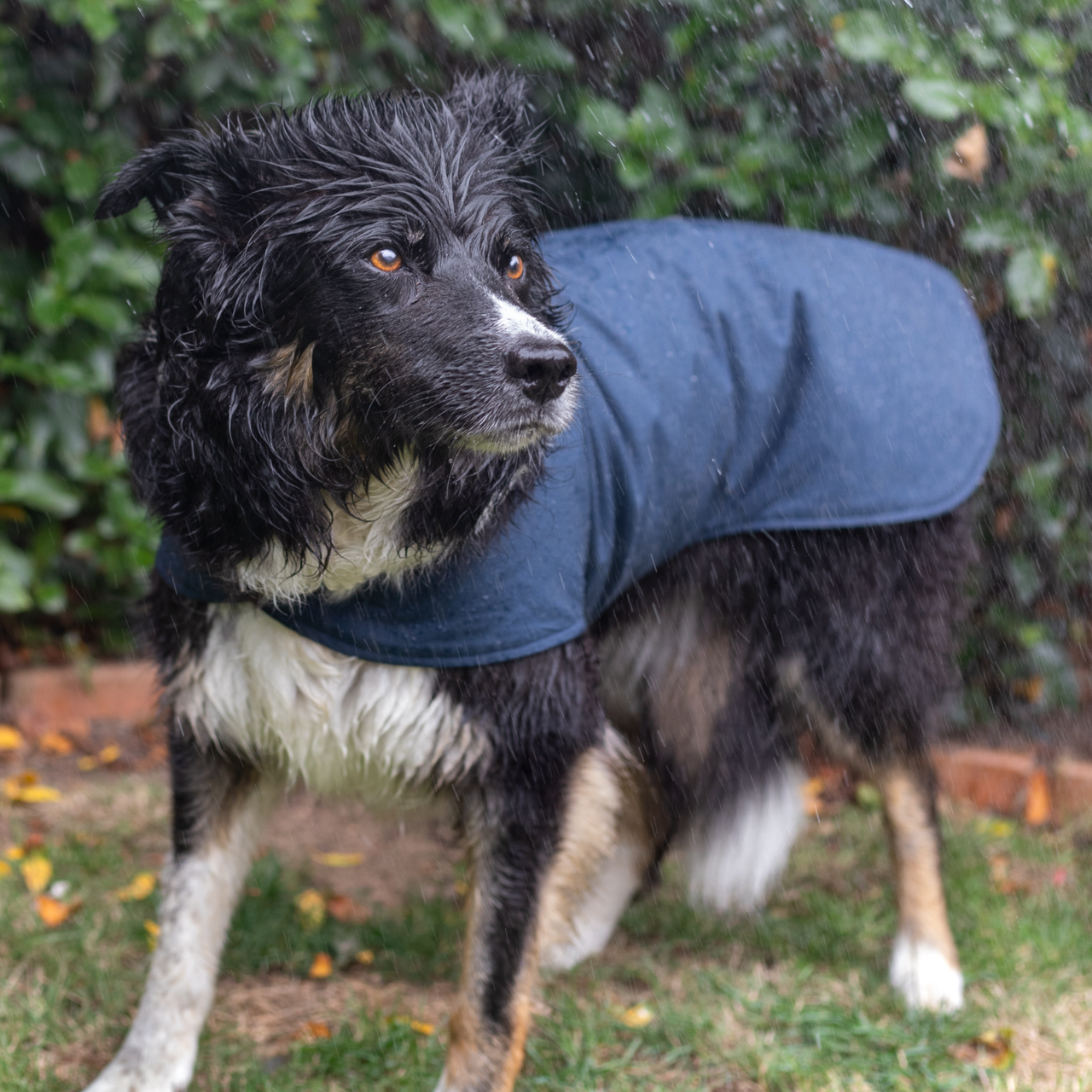 Wax Cotton Dog Coat